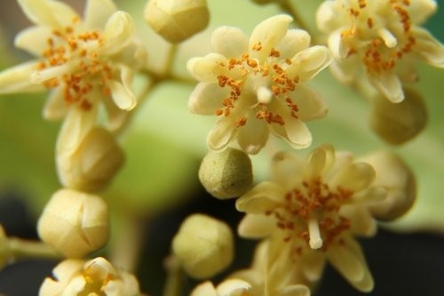 Extender Meike N-AF1-B pour Nikon (transformez votre objectif Nikon en objectif macro)