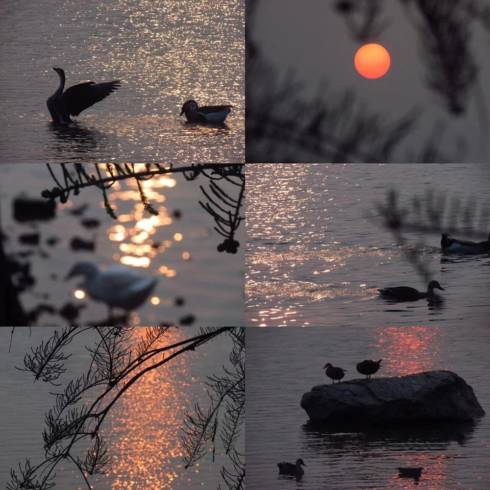 Objectif Lightdow 420-800mm F8.3 téléobjectif manuel Zoom avec convertisseur 2X pour appareils photo Canon Nikon Sony Pentax Fujifilm