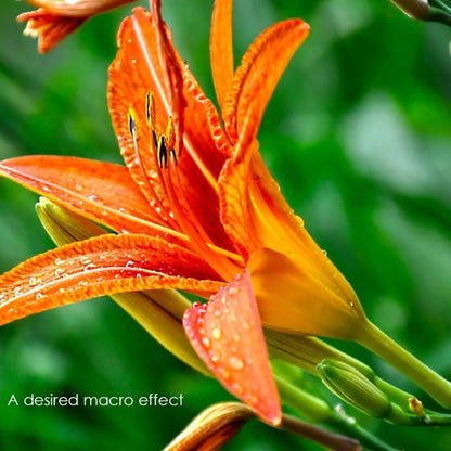 Bague d'adaptation macro AF SHOOT pour Canon 600D 800D 5d3 5d4 EOS EF EF-S 6D ...